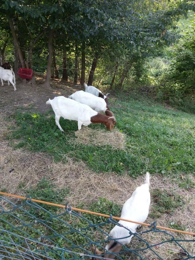 Sostanj Velenje Ravne Sobe Rooms Vrtacnik D O O Exteriör bild